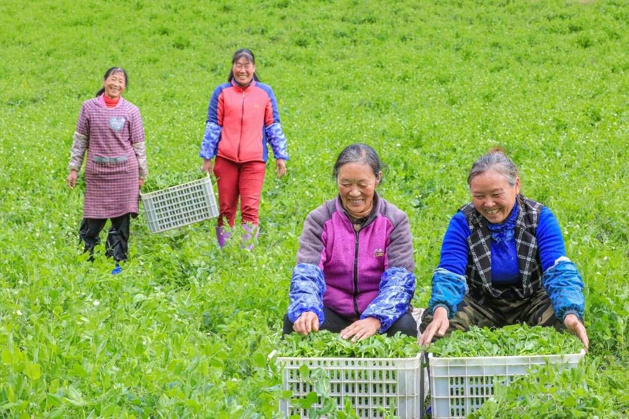 在四川省阿壩藏族羌族自治州馬爾康市馬爾康鎮(zhèn)納足村，當季蔬菜喜獲豐收，群眾正在忙著采收、裝箱供應市場。來源：人民圖片