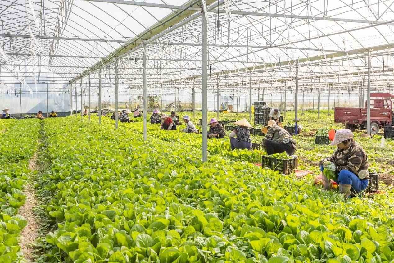 2024年10月8日，在廣西梧州市蒙山縣文圩鎮(zhèn)大明村一個大棚蔬菜基地內(nèi)，民工在采摘、包裝包心菜，準備運銷外地。來源：人民圖片