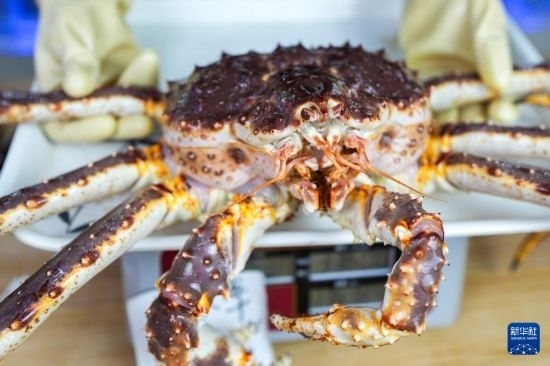 這是9月20日在吉林省琿春市的東北亞跨境電商產(chǎn)業(yè)園內(nèi)的帝王蟹保稅店拍攝的帝王蟹。新華社記者 許暢 攝