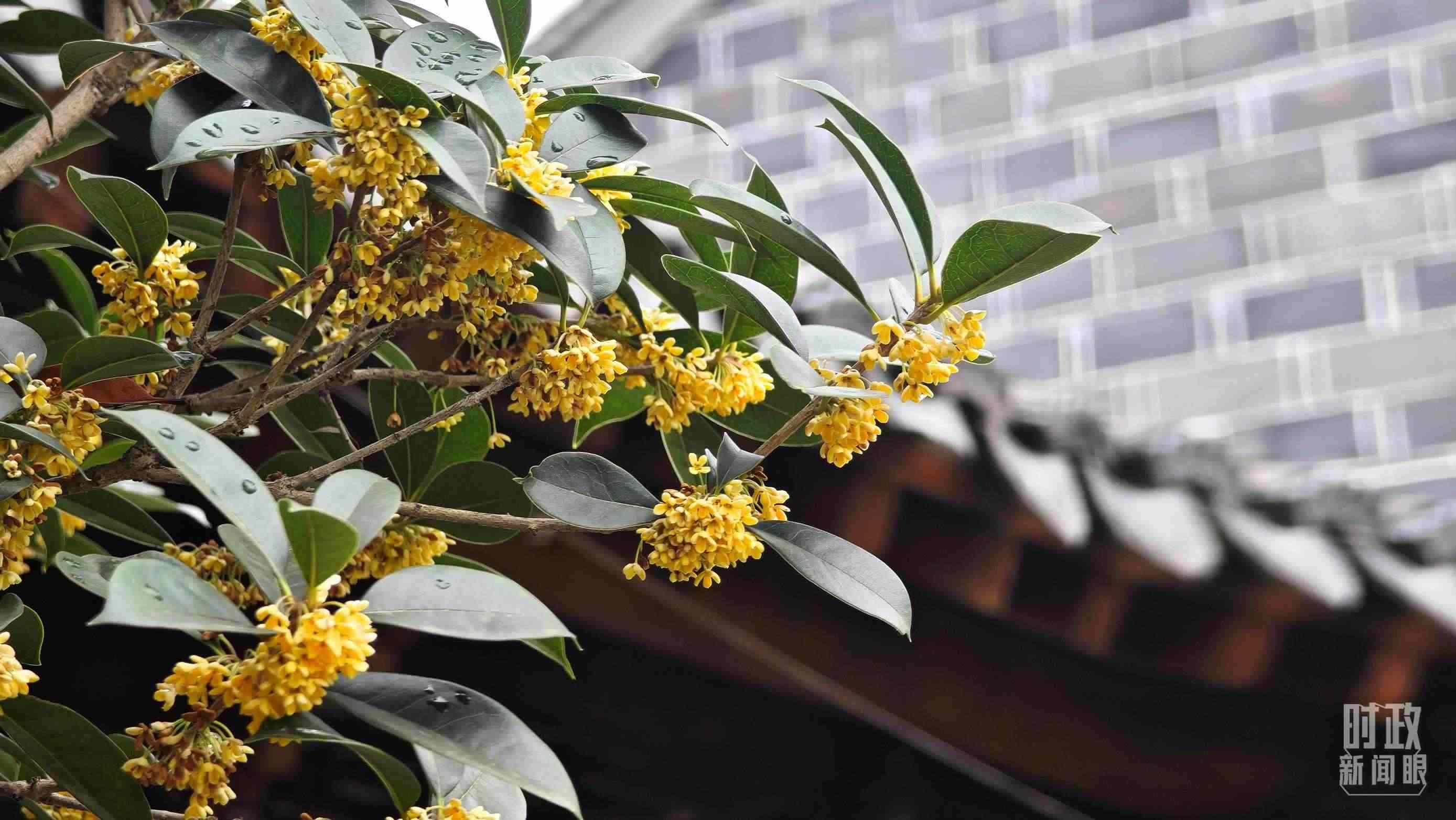 △六尺巷。（總臺央視記者趙化、彭漢明拍攝）