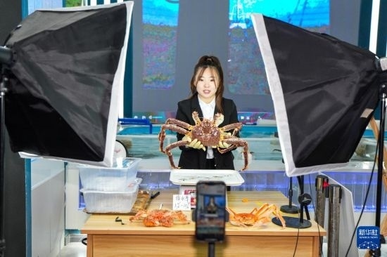 9月20日，在吉林省琿春市的帝王蟹保稅店內(nèi)，工作人員進(jìn)行網(wǎng)絡(luò)直播售賣帝王蟹。新華社記者 許暢 攝