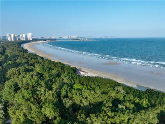 郁郁蔥蔥的東山縣沿海防護林（無人機拍攝）。新華社記者 姜克紅 攝