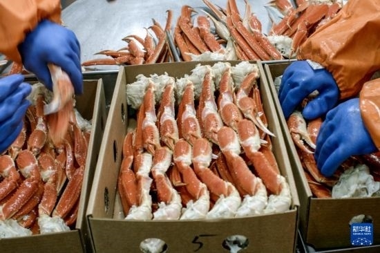 俄羅斯蟹業(yè)集團(tuán)的工作人員在生產(chǎn)線上加工產(chǎn)品（資料照片）。新華社發(fā)（俄羅斯蟹業(yè)集團(tuán)供圖）