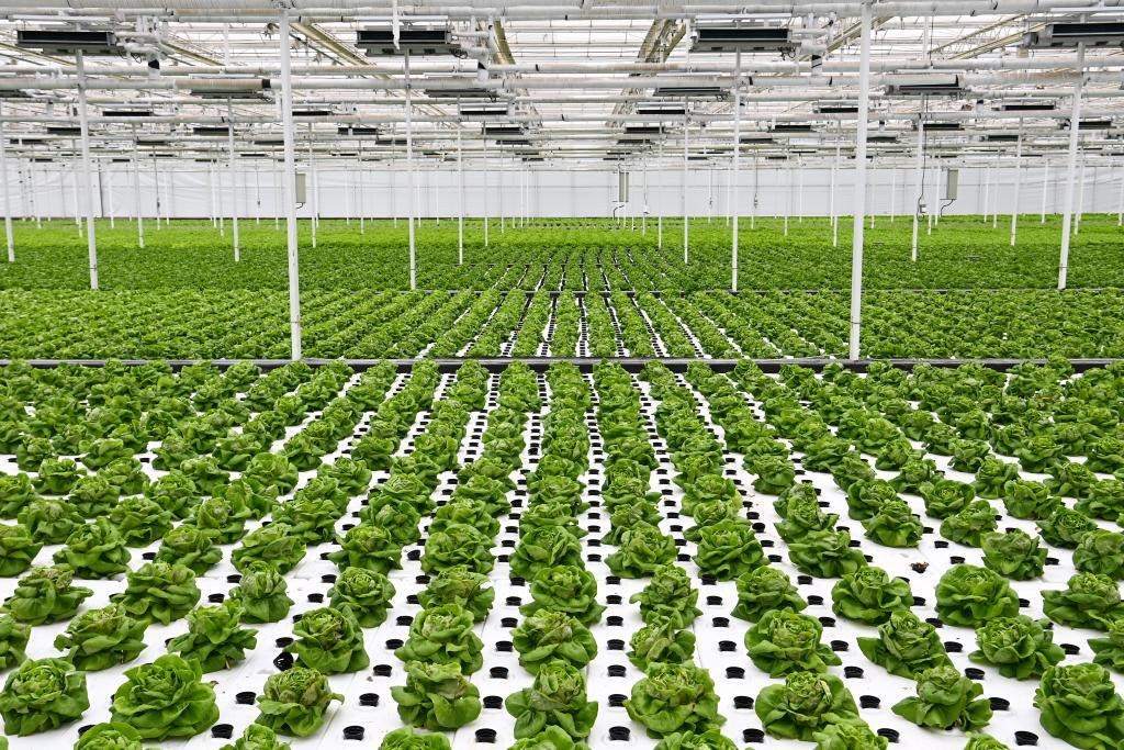 10月26日，楊凌智慧農(nóng)業(yè)示范園智慧溫室內(nèi)通過無土栽培技術(shù)種植的蔬菜。新華社記者 鄒競一 攝
