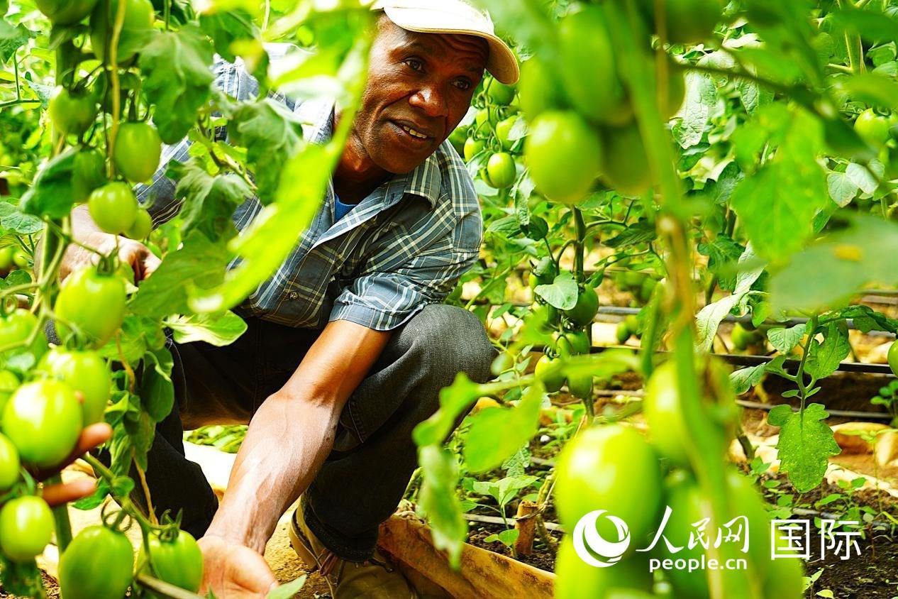 肯尼亞納庫魯郡，當(dāng)?shù)剞r(nóng)民喬納·卡蘭賈家的溫室大棚里，番茄長勢喜人。人民網(wǎng)記者 黃煒鑫攝