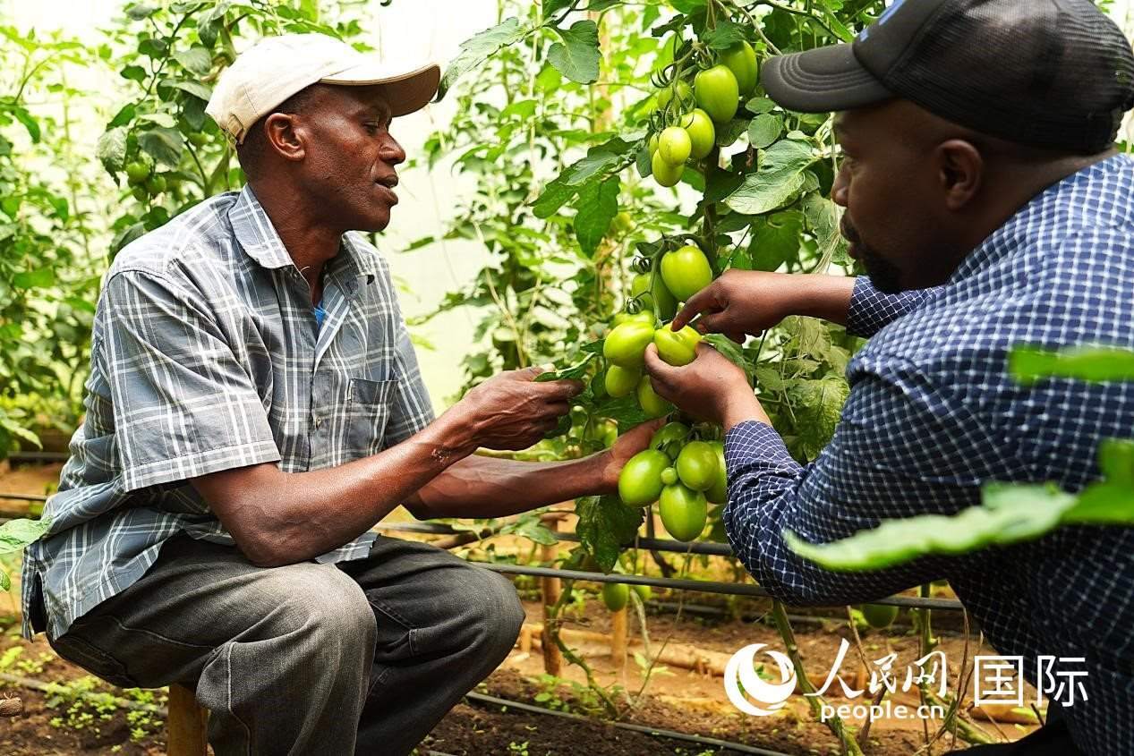 肯尼亞納庫魯郡，埃格頓大學(xué)園藝學(xué)專家史蒂芬·吉藤古在溫室大棚里指導(dǎo)當(dāng)?shù)剞r(nóng)民喬納·卡蘭賈種植番茄。人民網(wǎng)記者 黃煒鑫攝