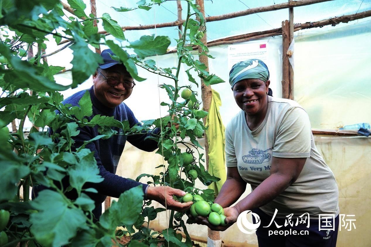 肯尼亞納庫魯郡，南京農(nóng)業(yè)大學(xué)援非專家劉高瓊和當(dāng)?shù)剞r(nóng)民瑪麗·姆旺吉在溫室大棚里查看番茄種植情況。人民網(wǎng)記者 黃煒鑫攝