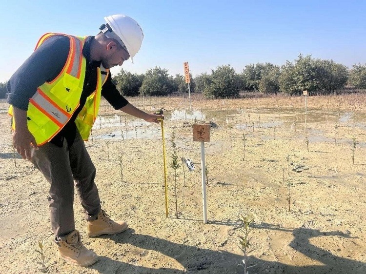 工作人員在監(jiān)測(cè)紅樹苗生長(zhǎng)情況。中國(guó)土木供圖