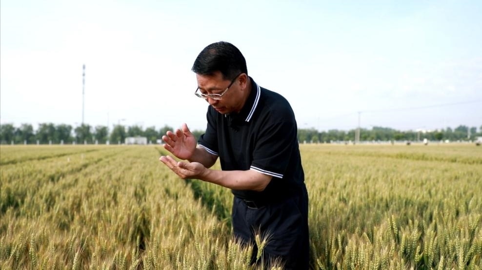 張福鎖在曲周查看小麥長(zhǎng)勢(shì)。受訪者供圖