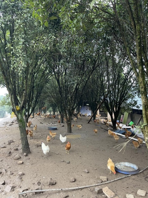 桂花林里的桂飛雞。劉軍國攝