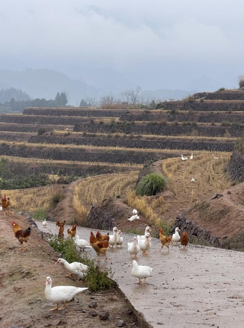 樨鄉(xiāng)記生態(tài)農(nóng)莊一隅。劉軍國攝