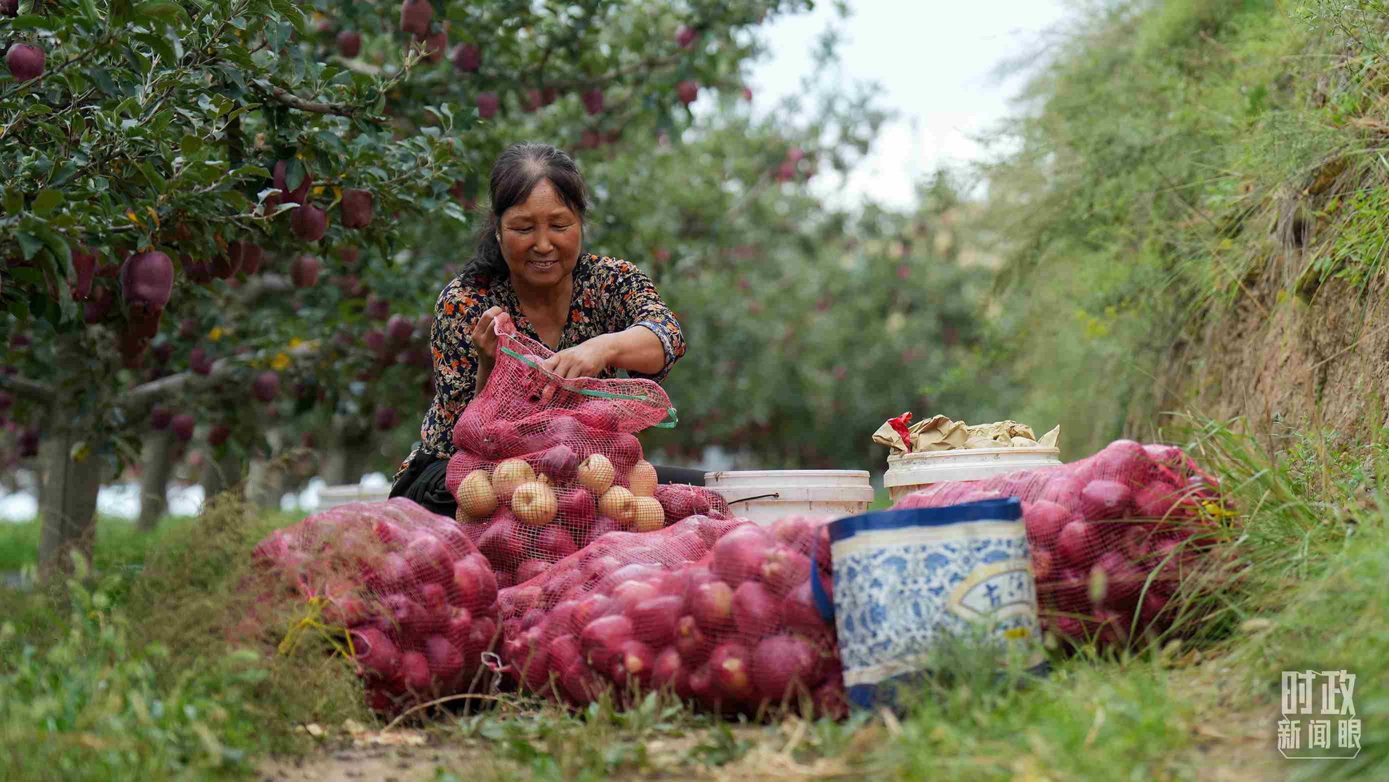 △甘肅天水的花牛蘋果已經(jīng)成為當(dāng)?shù)厝罕姷摹吧鷳B(tài)果”“致富果”。（總臺(tái)記者李晉拍攝）