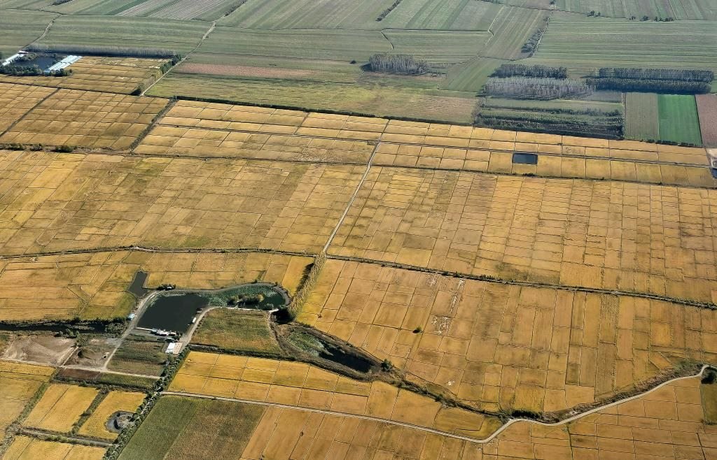 俯瞰黑龍江省哈爾濱市一處稻田（10月2日攝，無人機(jī)照片）。新華社記者 孫曉宇 攝