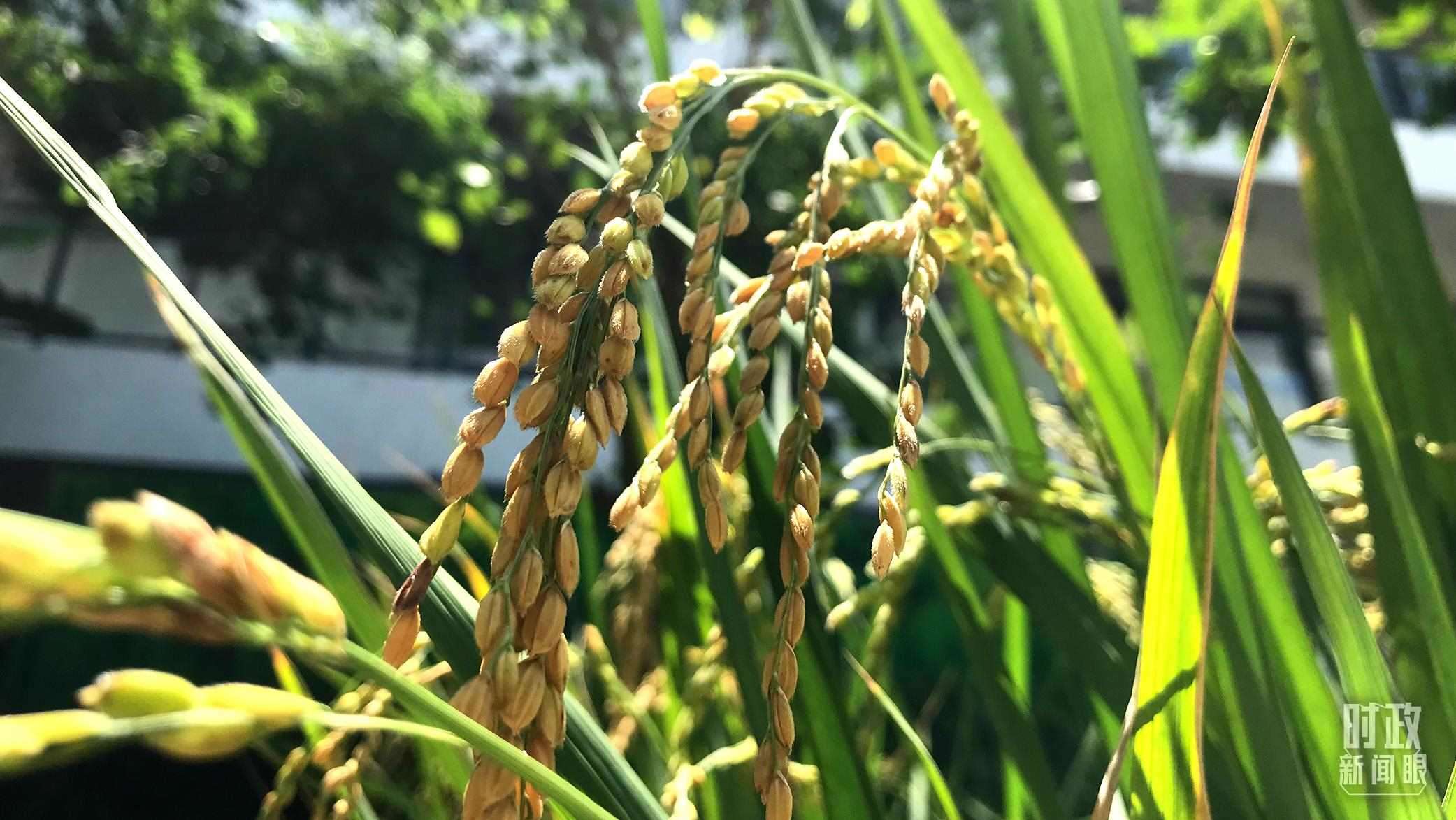 在海南培育的水稻品種。（總臺央視記者石偉明拍攝）
