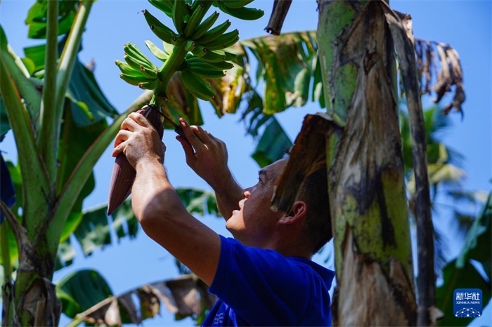 12月23日，中國(guó)熱帶農(nóng)業(yè)科學(xué)院專家趙增賢在斯里蘭卡馬坎杜拉為當(dāng)?shù)剞r(nóng)戶做技術(shù)示范。新華社記者 陳冬書(shū) 攝