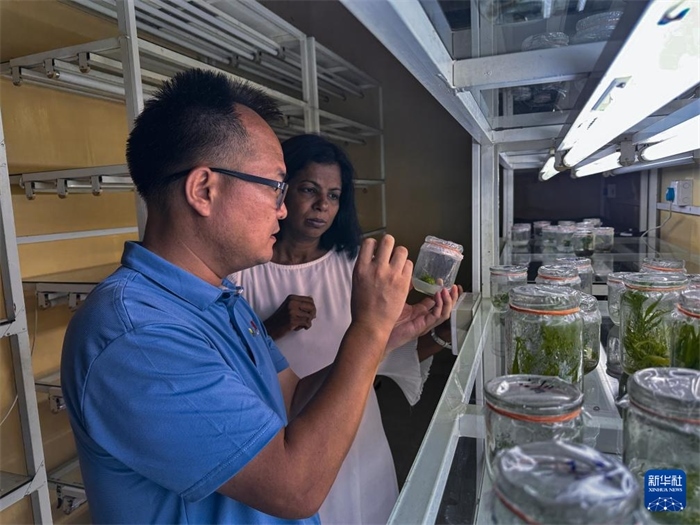 12月23日，在斯里蘭卡馬坎杜拉，中國(guó)專家與斯里蘭卡馬坎杜拉可持續(xù)農(nóng)業(yè)與發(fā)展研究中心主任達(dá)莎妮·賈亞曼納交流。新華社發(fā)（中國(guó)、聯(lián)合國(guó)糧農(nóng)組織與斯里蘭卡南南合作項(xiàng)目專家組供圖）