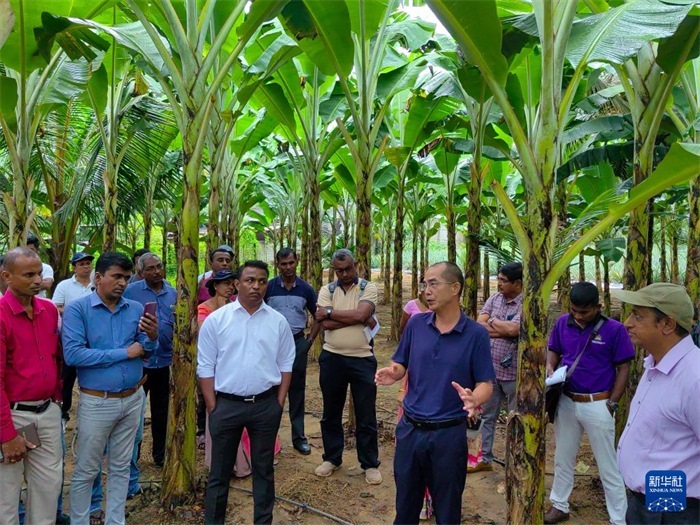 10月10日，在斯里蘭卡霍勒訥的一處香蕉示范基地，中國(guó)、聯(lián)合國(guó)糧農(nóng)組織與斯里蘭卡南南合作項(xiàng)目中國(guó)專家組組長(zhǎng)孫德權(quán)為當(dāng)?shù)剞r(nóng)民進(jìn)行技術(shù)培訓(xùn)。新華社發(fā)（中國(guó)、聯(lián)合國(guó)糧農(nóng)組織與斯里蘭卡南南合作項(xiàng)目專家組供圖）