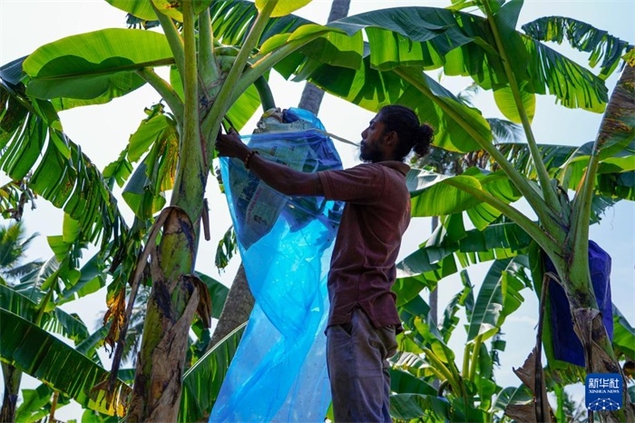 12月23日，在斯里蘭卡馬坎杜拉，農(nóng)民在香蕉試驗(yàn)田里學(xué)習(xí)套袋技術(shù)。新華社記者 陳冬書(shū) 攝