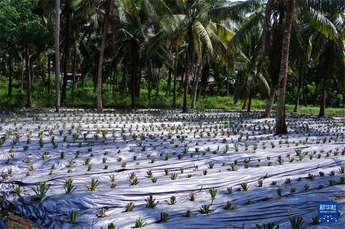 這是12月23日在斯里蘭卡馬坎杜拉拍攝的農(nóng)民里尚·普爾納的菠蘿田。新華社記者 陳冬書(shū) 攝