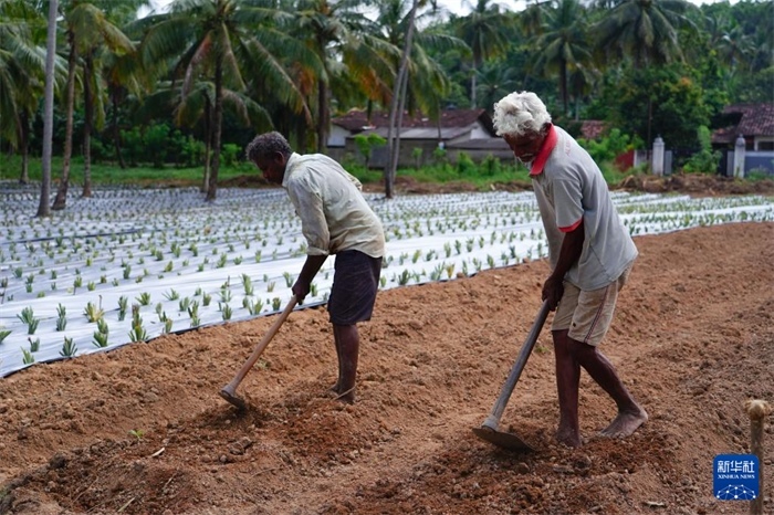 12月23日，斯里蘭卡馬坎杜拉的農(nóng)民在菠蘿田地里勞作。新華社記者 陳冬書(shū) 攝