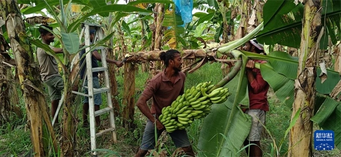 12月28日，在斯里蘭卡馬坎杜拉，當(dāng)?shù)剞r(nóng)民收獲香蕉。新華社發(fā)（中國(guó)、聯(lián)合國(guó)糧農(nóng)組織與斯里蘭卡南南合作項(xiàng)目專家組供圖）