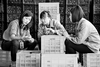 為拓展柿子產(chǎn)業(yè)發(fā)展新途徑，在陜西富平淡村鎮(zhèn)，歸國留學生王薇參與創(chuàng)建了一座柿酒酒莊。新華社發(fā)