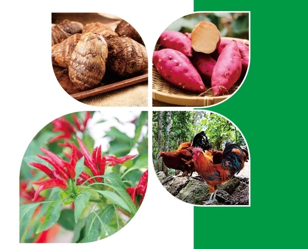 天等縣名特優(yōu)農(nóng)產(chǎn)品。主辦方供圖