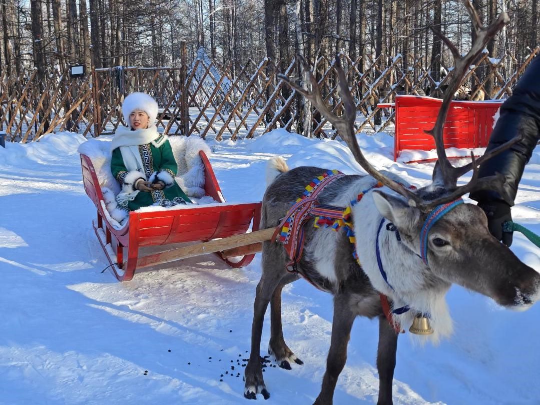 游客體驗(yàn)馴鹿拉雪橇。人民網(wǎng)記者 苗陽(yáng)攝