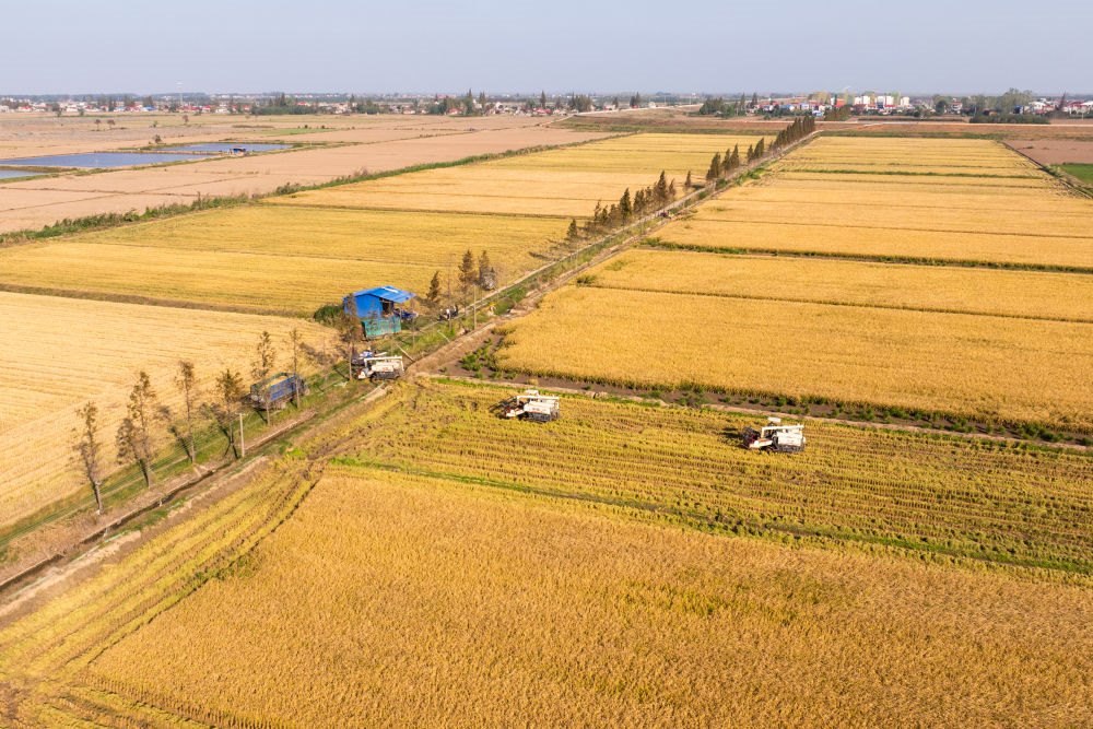 2024年11月1日，在湖南華容縣團洲垸，村民駕駛收割機收獲水稻（無人機照片）。新華社記者陳思汗 攝