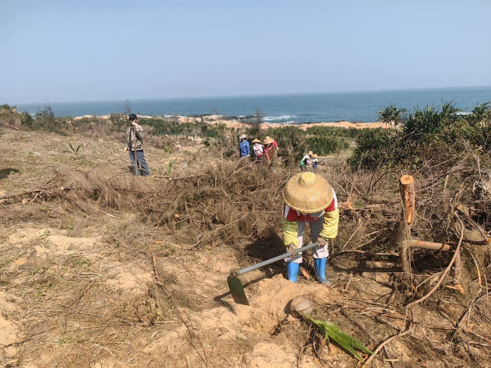 2025年1月19日，在海南文昌市，工人正在修復(fù)海岸防風(fēng)林。新華社記者吳茂輝 攝