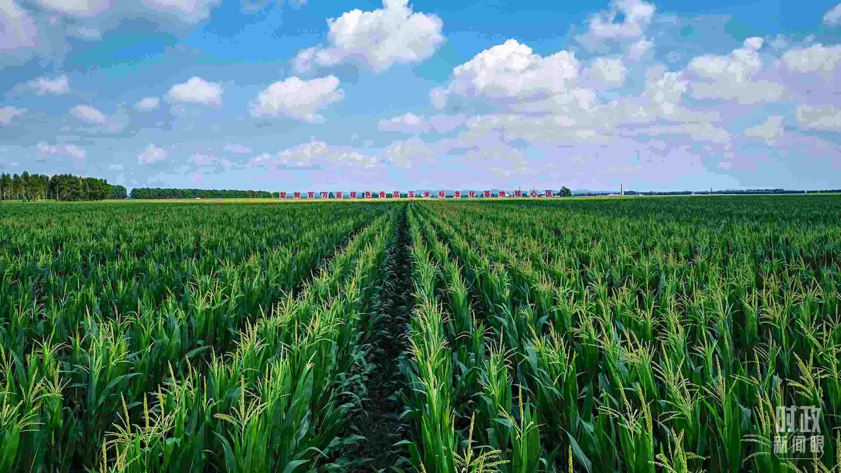 △吉林四平，梨樹縣地處黃金玉米帶。（總臺央視記者張曉鵬拍攝）