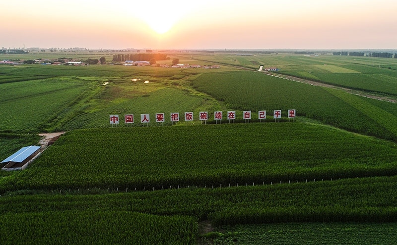 2020年7月23日拍攝的吉林省梨樹縣國家百萬畝綠色食品原料（玉米）標(biāo)準(zhǔn)化生產(chǎn)基地核心示范區(qū)（無人機(jī)照片）。新華社記者 許暢 攝