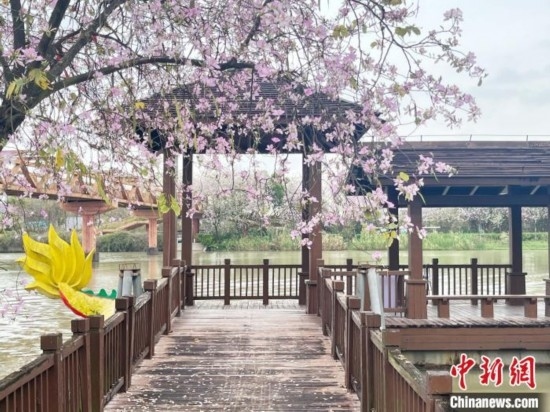 3月7日，廣州海珠國家濕地公園宮粉紫荊花海吸引游人。中新社記者 許青青 攝