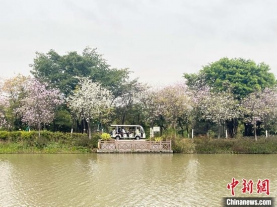 3月7日，廣州海珠國家濕地公園宮粉紫荊花海吸引游人。中新社記者 許青青 攝