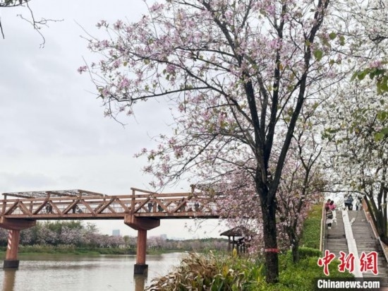 3月7日，廣州海珠國家濕地公園宮粉紫荊花海吸引游人。中新社記者 許青青 攝