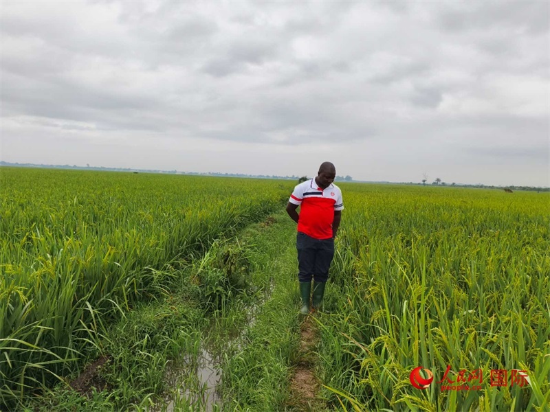 當地農民正在查看水稻的長勢。人民網記者 黃培昭攝