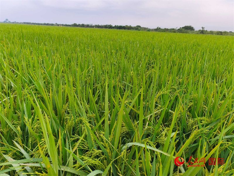 長勢喜人的水稻。人民網記者 黃培昭攝