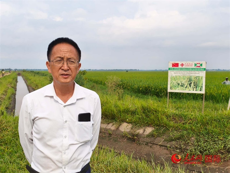 專家組組長楊華德在水稻田間地頭。 人民網記者 黃培昭攝