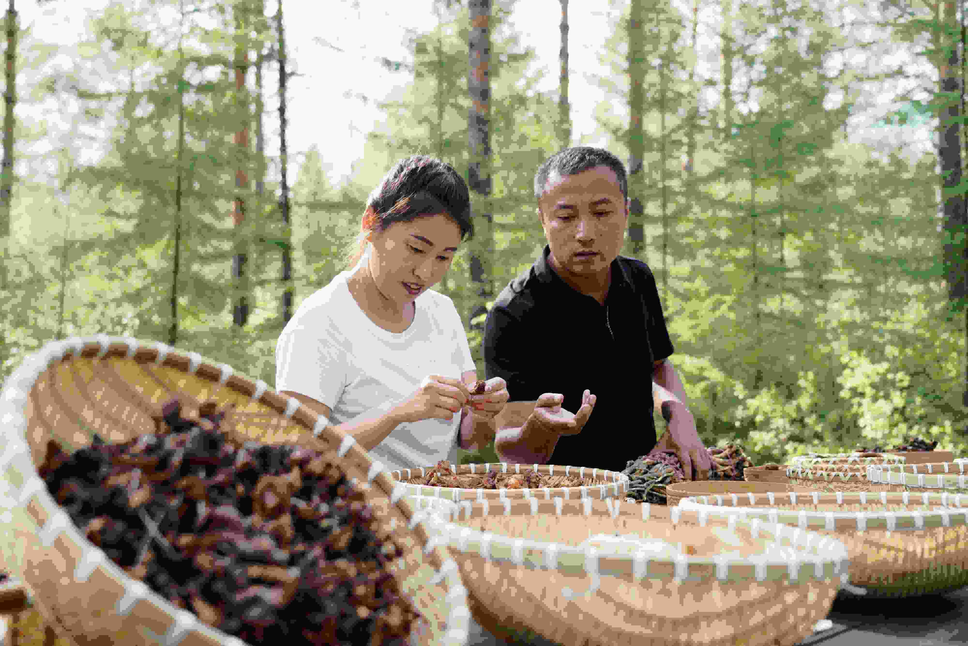 2024年8月6日，黑龍江漠河林場(chǎng)員工正在分揀采集來(lái)的林下產(chǎn)品。