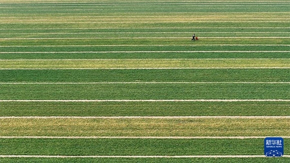 3月14日，在菏澤市鄆城縣潘渡鎮(zhèn)，農(nóng)民在麥田里施肥（無人機(jī)照片）。