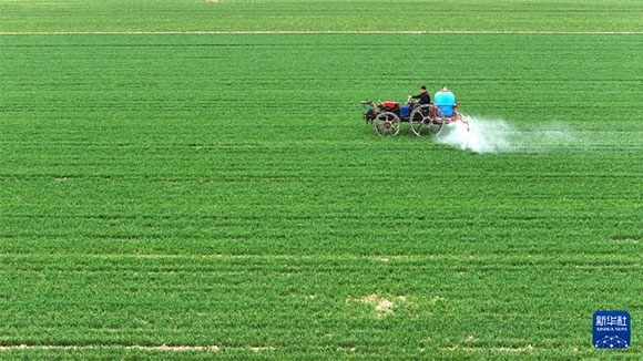 3月14日，在菏澤市鄆城縣郭屯鎮(zhèn)，農(nóng)民在麥田里噴灑除草劑（無人機(jī)照片）。