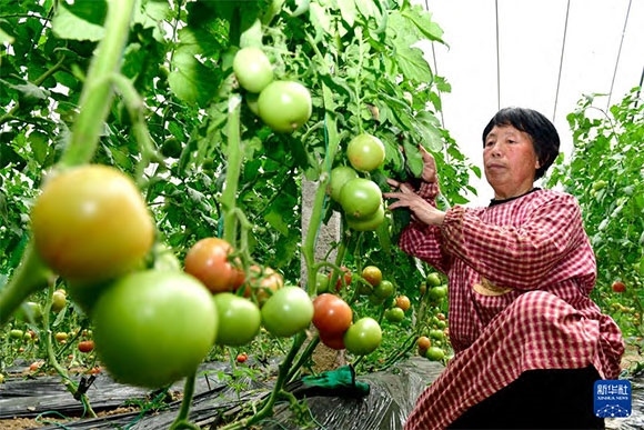 3月13日，在菏澤市鄆城縣張營(yíng)街道，農(nóng)民在設(shè)施大棚里打理西紅柿。