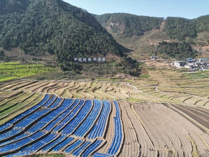 △近日，四川涼山一現(xiàn)代農(nóng)業(yè)園春耕育秧?yè)屴r(nóng)時(shí)。