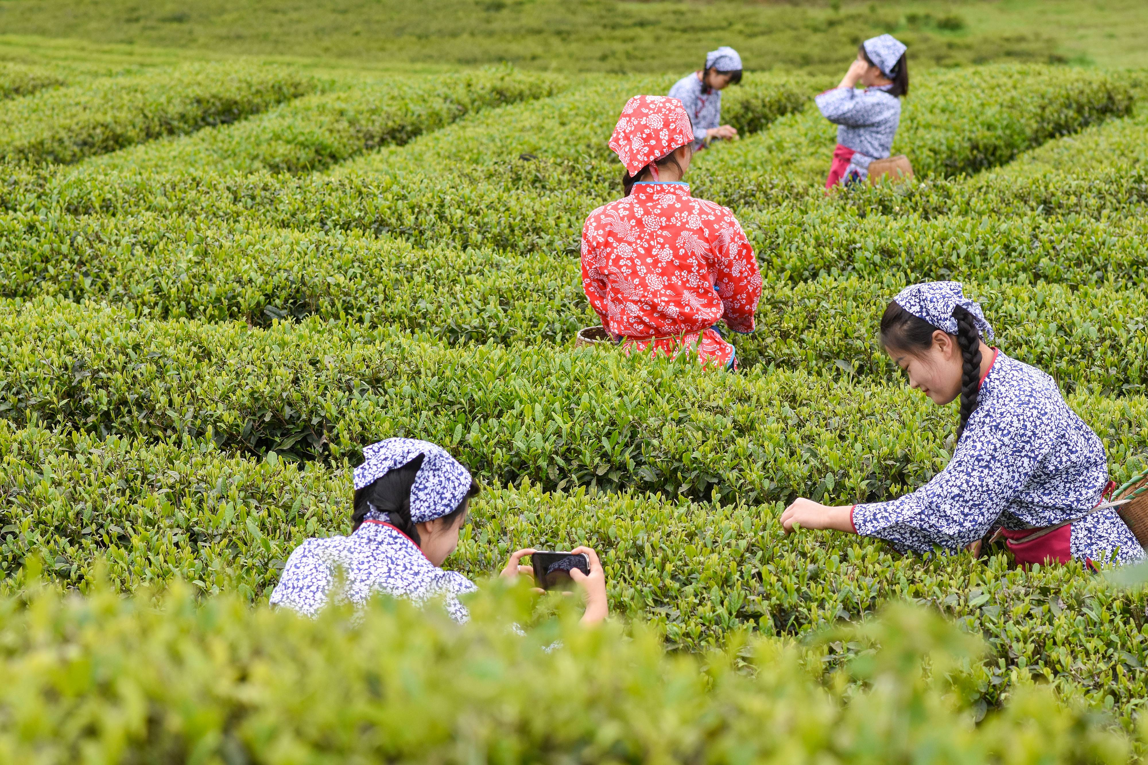 2023年4月6日，游客在貴州省銅仁市江口縣怒溪鎮(zhèn)駱象村生態(tài)茶園體驗(yàn)采茶樂(lè)趣。