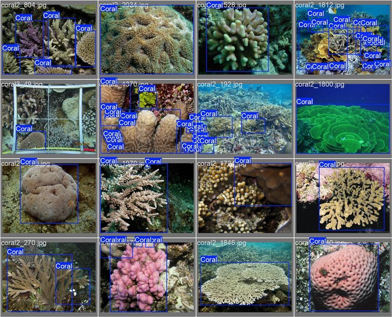 南海珊瑚識別。阿里云供圖