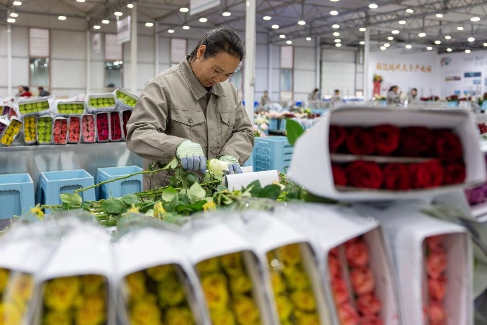 △近日，工作人員在云南麗江現(xiàn)代花卉產(chǎn)業(yè)園包裝鮮花。