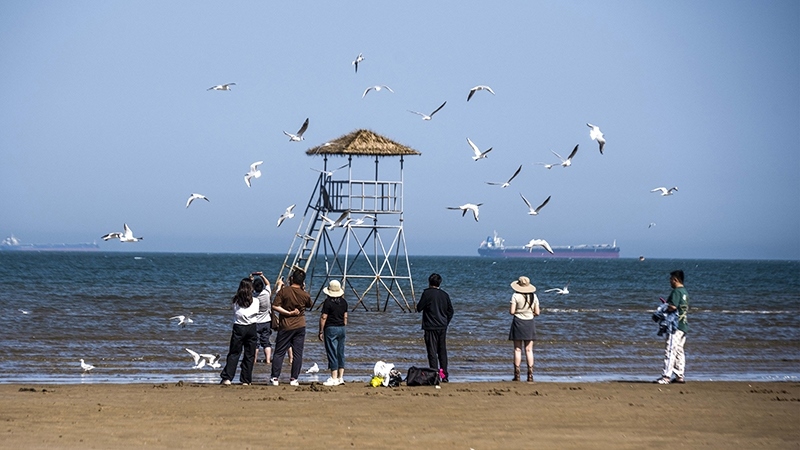 2024年5月12日，河北秦皇島，北戴河鴿子窩公園成群海鷗在天空中自由翱翔，與大海、藍(lán)天構(gòu)成了一幅美麗的畫卷。