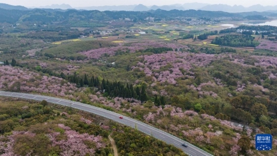清鎮(zhèn)市紅楓湖鎮(zhèn)右二村旁的道路與花海相映（4月5日攝，無人機(jī)照片）。