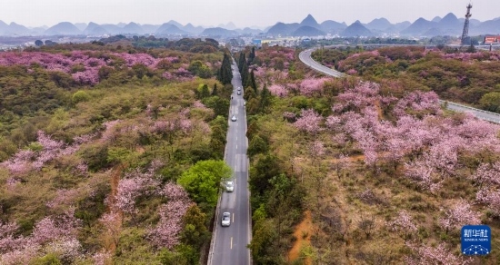 游客驅(qū)車前來清鎮(zhèn)市紅楓湖鎮(zhèn)右二村踏青游玩（4月5日攝，無人機(jī)照片）。