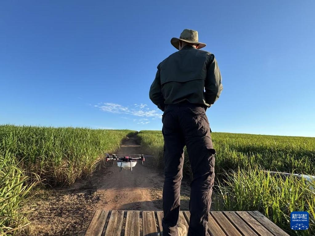 3月25日，在南非夸祖魯-納塔爾省的方廷希爾莊園，飛手操縱無人機為甘蔗林噴灑藥劑。新華社記者 白舸 攝